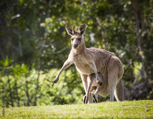 Large Joey climbing into mother kangaroo's pouch