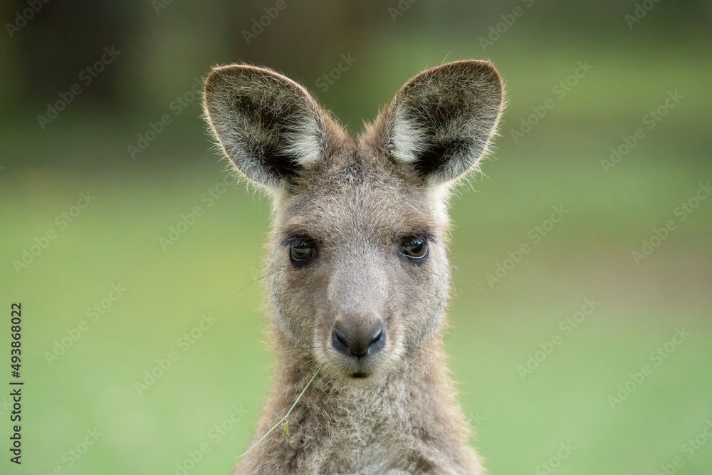 A young Kangaroo poses for a portrait