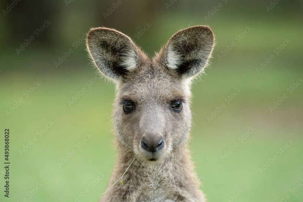 A young Kangaroo poses for a portrait A young Kangaroo poses for a portrait