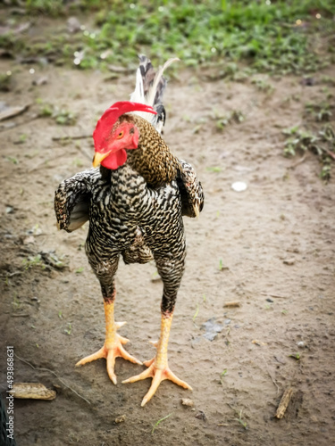 Selective focus image with noise effect beautiful rooster standing on the ground.