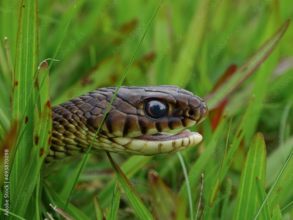Fototapeta premium cobra