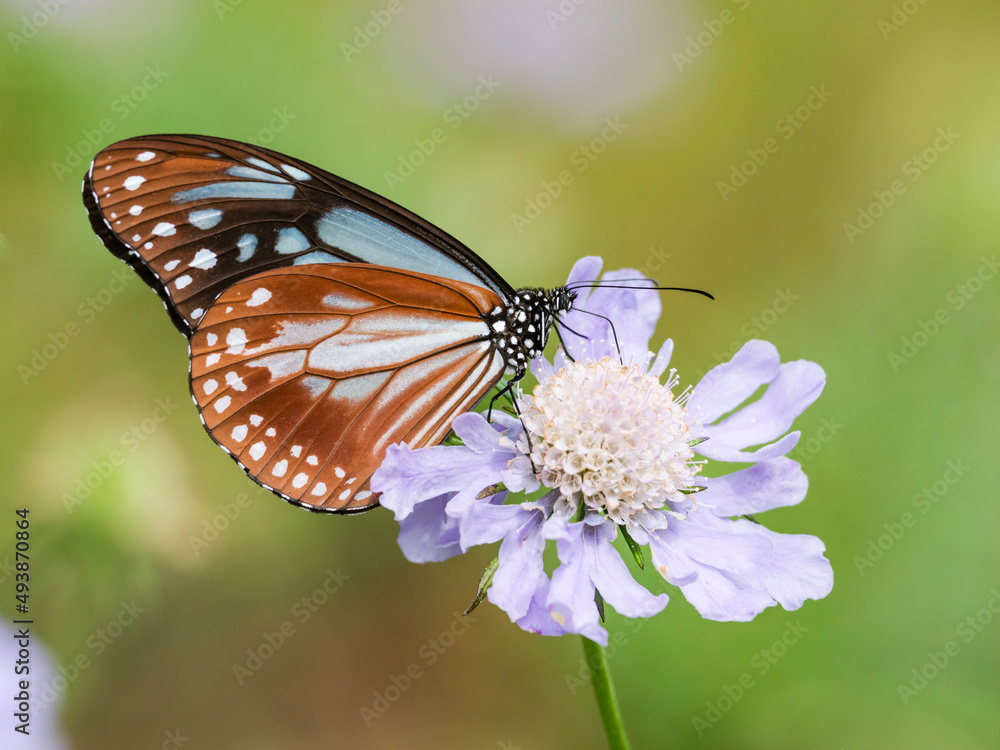 Obraz premium マツムシソウにとまるアサギマダラ
