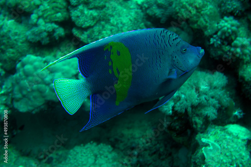 angel fish in the reef © likbatonboot