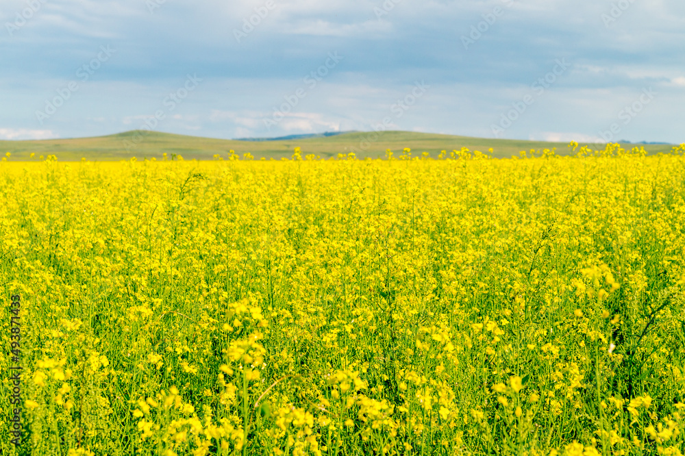 Summer landscape. A blooming rapeseed field 