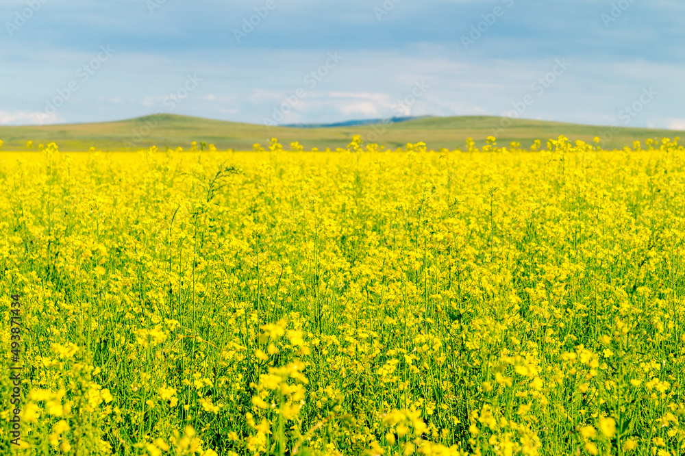 Summer landscape. A blooming rapeseed field 