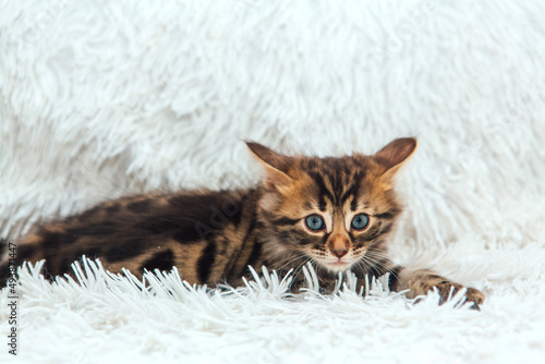 Cute dark grey charcoal long-haired bengal kitten laying on a furry white blanket.