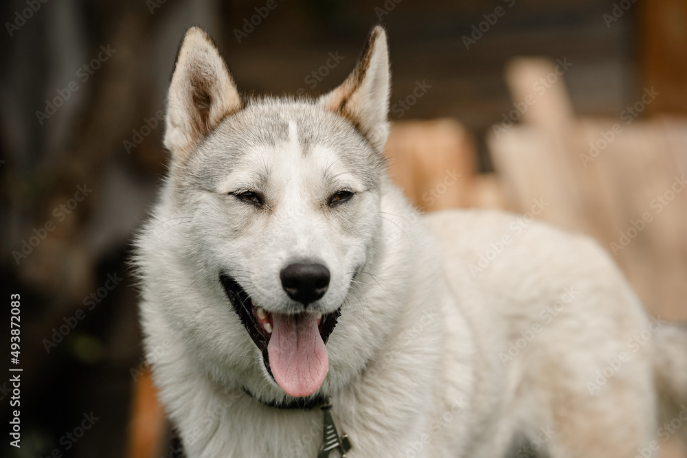 Portrait of a young husky smiling outdoors. Portrait of a young husky smiling outdoors.