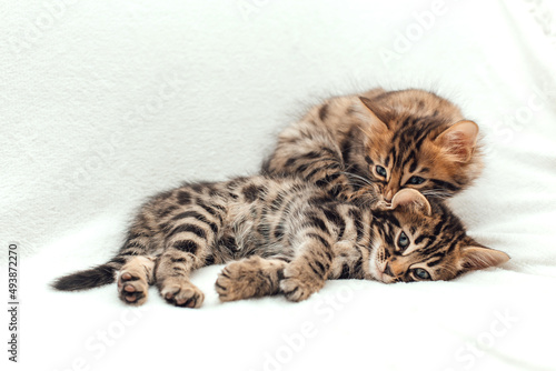 Two cute one month old kittens on a furry white blanket.