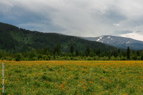 Floral meadow with orange flowers and mount background