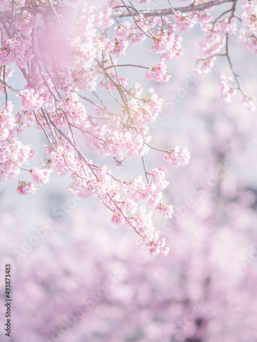 満開の桜の花　寒緋桜　縦構図