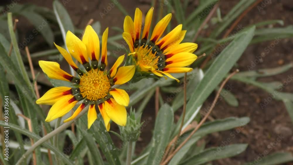 Flower Gazania or Gatsania (Latin. Gazania) yellow blooms in the summer garden Flower Gazania or Gatsania (Latin. Gazania) yellow blooms in the summer garden