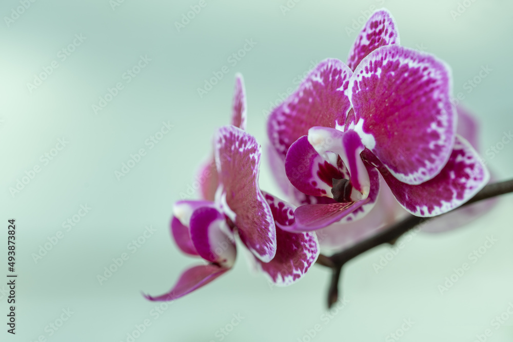 Obraz premium Phalaenopsis Orchid Hot Pink and White on White Background