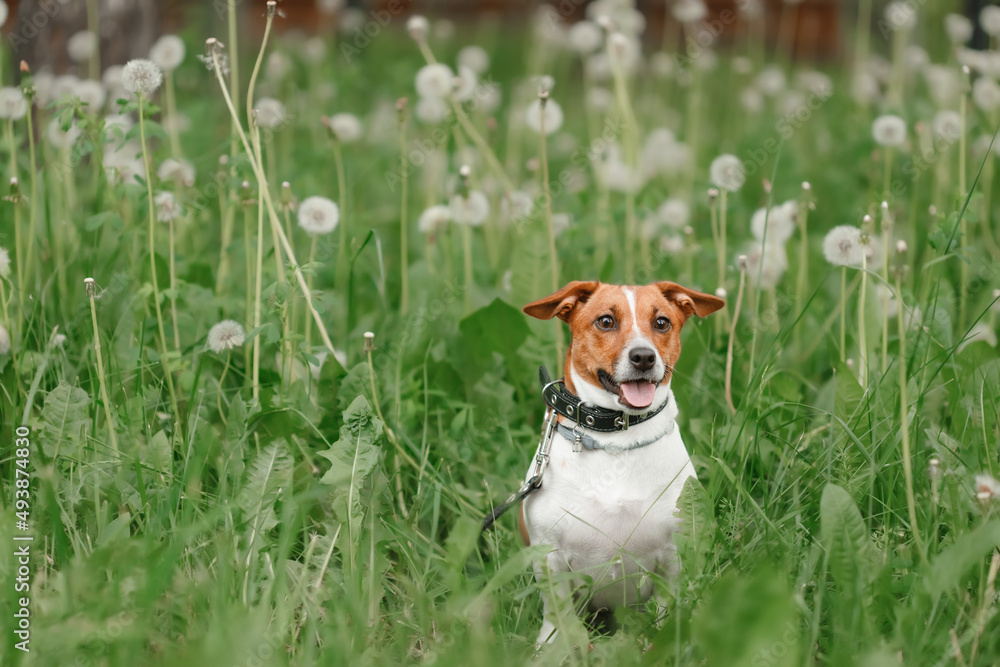 Happy dog at spring park. Jack russell dog resting spring park. Happy dog at spring park. Jack russell dog resting spring park.