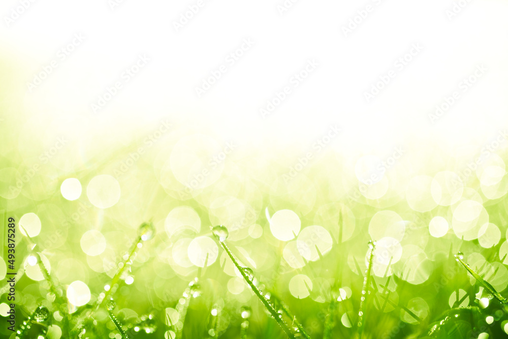 Abstract green blurry nature background Abstract green blurry nature background