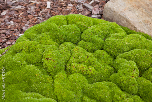 Scleranthus biflorus