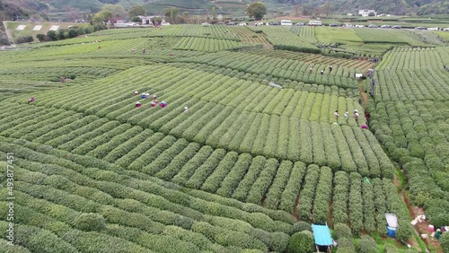 longjing tea plantation in hagnzhou china photo