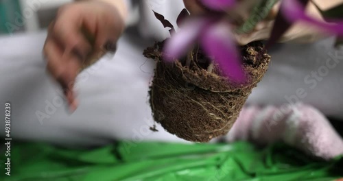 woman hands cleaning out and preparing tricolor plant roots for transplant, close up photo
