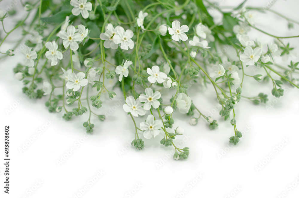 白い花の背景 白い花の背景