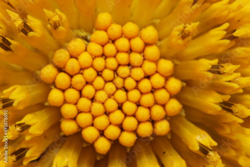 close up of yellow mexican sun flower