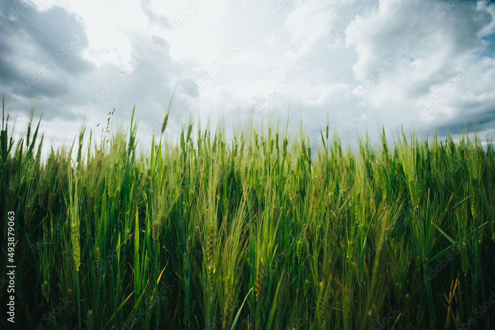 Campo de cebada en los Andes del Perú. Concepto de alimentos Campo de cebada en los Andes del Perú. Concepto de alimentos