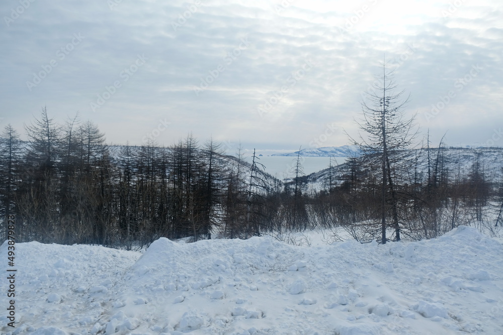 An old tree on a snowy slope, not far from the shore of a frozen river. An old tree on a snowy slope, not far from the shore of a frozen river.