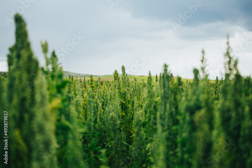 Fotografie Campo de quinua roja y amarilla en los andes de Peru.