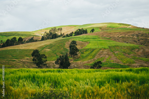 Campo verde con sembríos de cebada y trigo. Montaña al fondo. © artrolopzimages