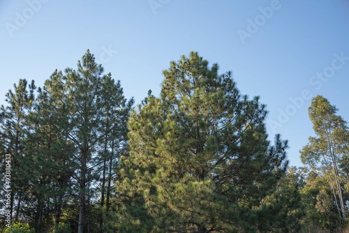 Pinus elliottii on blue background. © Alex R. Brondani