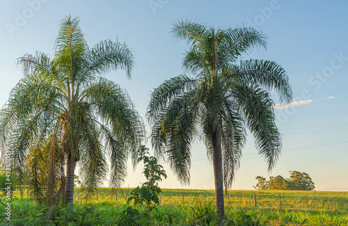 Syagrus romanzoffiana palm tree photo