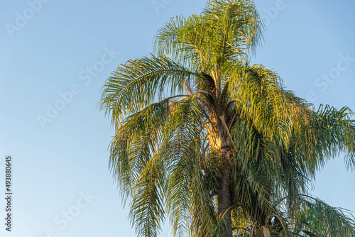 Syagrus romanzoffiana palm tree