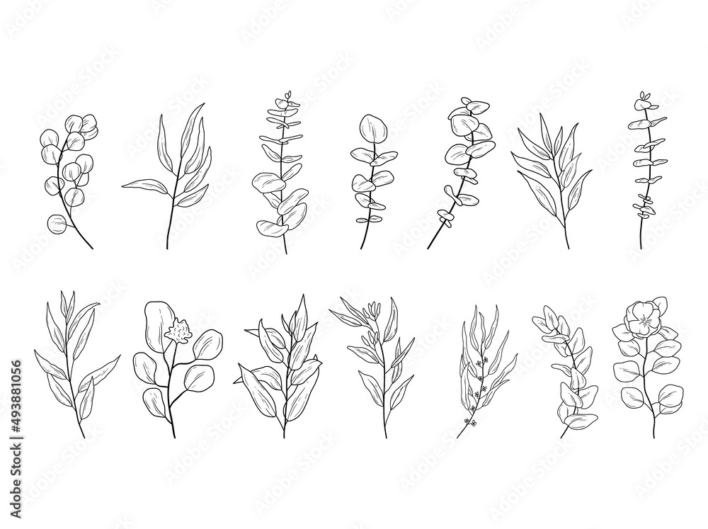 Set of Eucaliptus branches line art drawing. Vector outline illustration with leaves isolated on white background. Botanical plant
