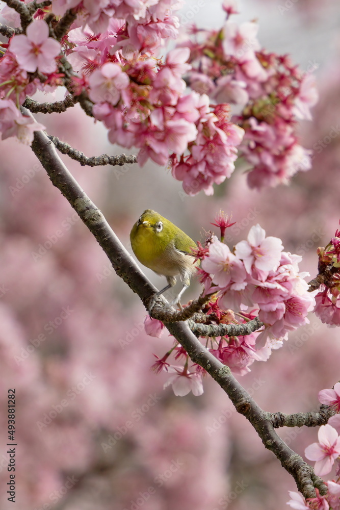 満開の桜の木にとまっている可愛いメジロ 満開の桜の木にとまっている可愛いメジロ
