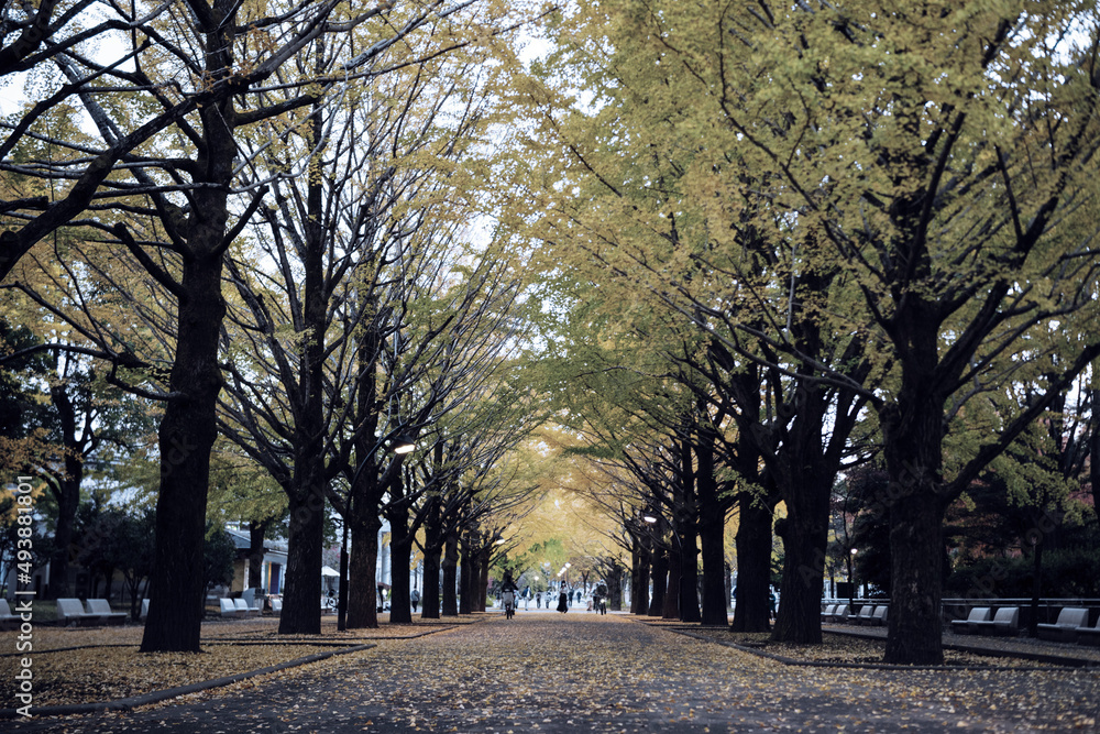 Fototapeta premium 紅葉
