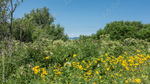 Bright yellow and lilac wildflowers grow in a meadow among lush grass. Green trees against a blue sky. Kamchatka. Summer sunny day