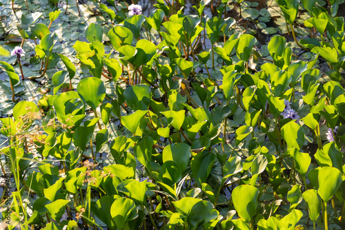Eichhornia crassipes plants. Water plant