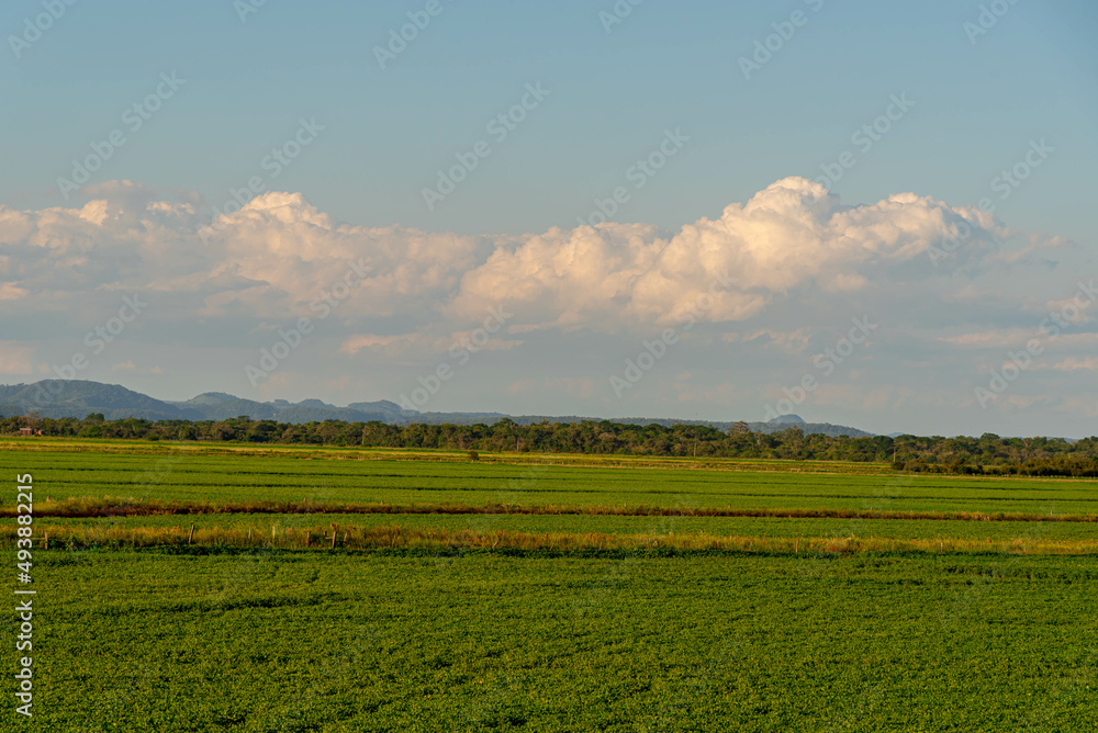 Grain production fields and agriculture Grain production fields and agriculture