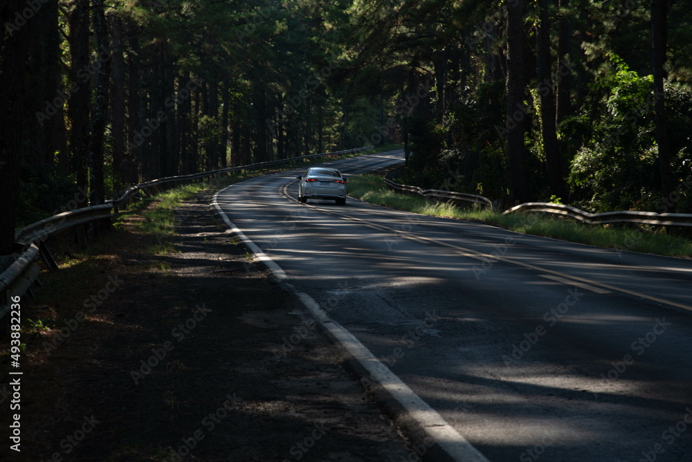 Obraz premium Auroestrada em meio a árvores de pinus sp