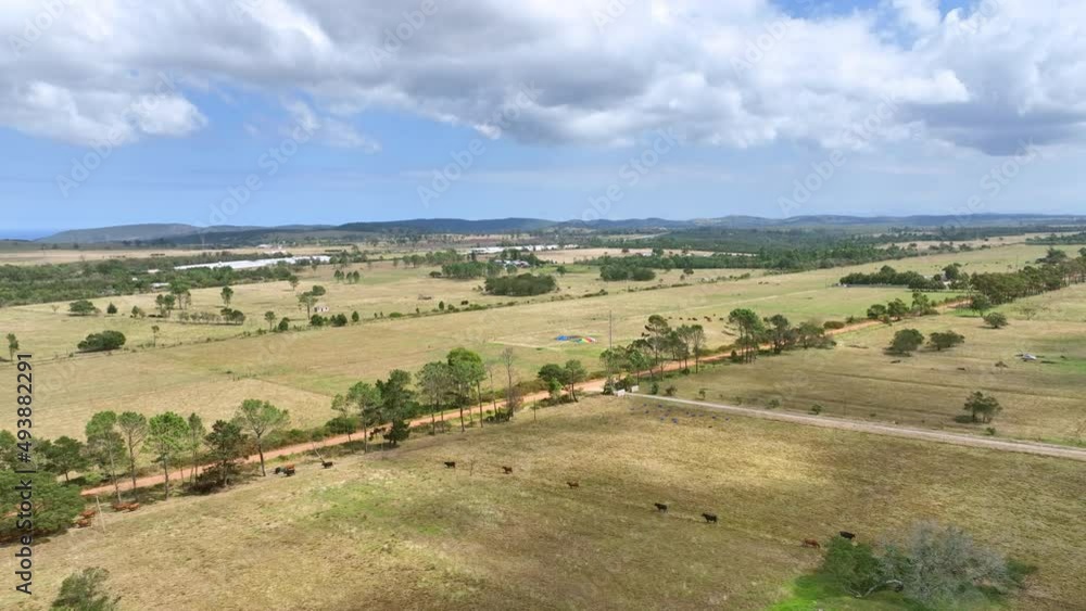 Aerial view of beautiful fields with cattle seen walking Aerial view of beautiful fields with cattle seen walking