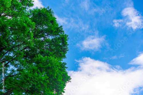 Jacaranda acutifolia leaves frame and blue sky in the background
