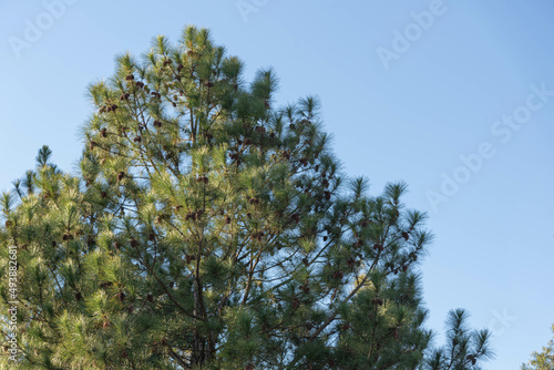 Pinus elliottii on blue background.