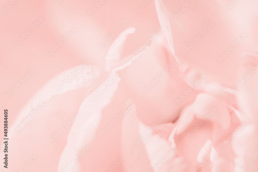 Tender pink closeup soft focus defocused flower abstract closeup long banner copy space. Happy birthday Mothers Valentines Day card or spring summer design long banner