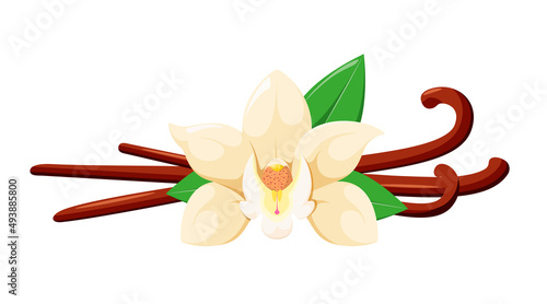 Vanilla on a white background with a flower. Cartoon design.
