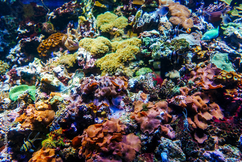 Underwater bright world with corals and fishes.