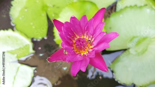 Little bee is searching for nectar on the blossoming lotus pollen.