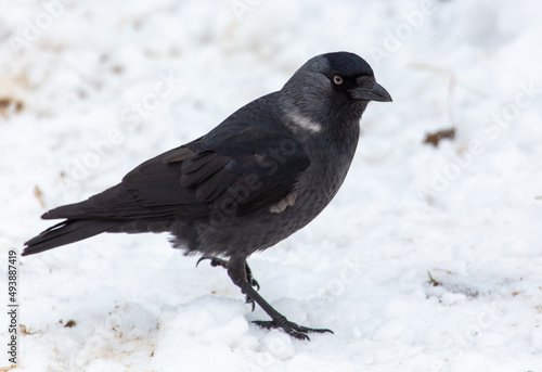Crow on the snow in winter © schankz
