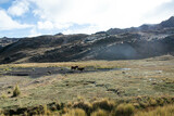horses mountains peru cusco montañas