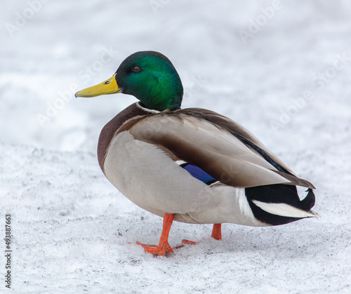 Portrait of a duck in the snow
