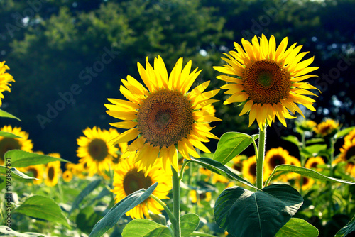 Sunflowers with petals showing through due to backlighting