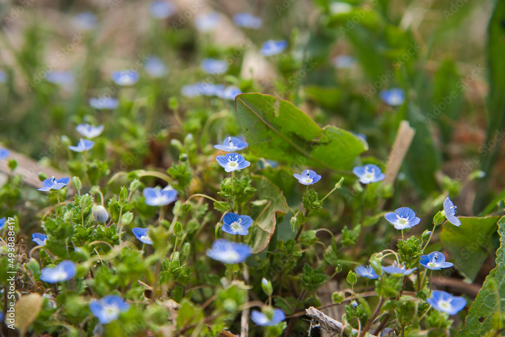オオイヌノフグリ