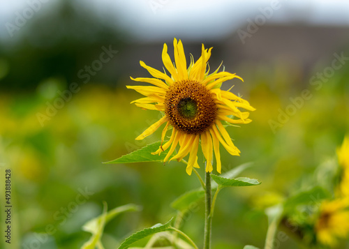 autumn landscape with yellow sunflower flower fragments  beautiful sunflower flowers  autumn time